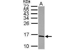 WB Image Sample (30 ug of whole cell lysate) A: Raji 15% SDS PAGE antibody diluted at 1:1000 (NDUFS5 antibody  (Center))