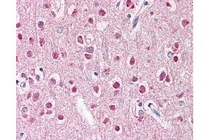 Anti-ZNF238 antibody IHC of human brain, cortex. (ZNF238 antibody  (AA 107-156))