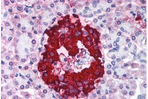 Human Pancreas (formalin-fixed, paraffin-embedded) stained with INS antibody ABIN214027 at 5 ug/ml followed by biotinylated anti-mouse IgG secondary antibody ABIN481714, alkaline phosphatase-streptavidin and chromogen. (Insulin antibody)