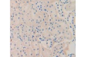 Figure. (GPC4 antibody  (AA 222-468))