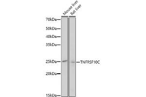 Western blot analysis of extracts of various cell lines, using TNFRSF10C antibody (ABIN3021517, ABIN3021518, ABIN3021519 and ABIN6215183) at 1:1000 dilution. (DcR1 antibody  (AA 30-130))