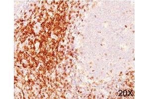 IHC testing of human tonsil (20X) stained with CD6 antibody cocktail (C6/372 + 3F7B5). (CD6 antibody)