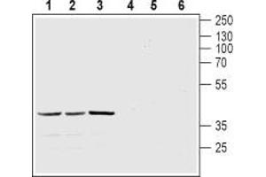 Western blot analysis of mouse brain (lanes 1 and 4), rat brain (lanes 2 and 5) and rat cerebellum (lanes 3 and 6) lysates: - 1-3. (Melatonin Receptor 1A antibody  (3rd Intracellular Loop))