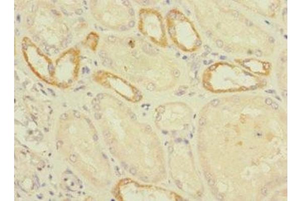 C2ORF76 antibody  (AA 1-126)