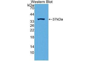 Western Blotting (WB) image for anti-Induced Myeloid Leukemia Cell Differentiation Protein Mcl-1 (MCL1) (AA 2-307) antibody (ABIN3205034)
