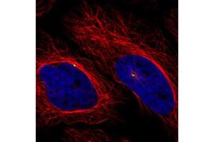 Immunofluorescent staining of HeLa cells with CDK5RAP2 monoclonal antibody, clone CL3392  (Green) shows specific the centrosome.