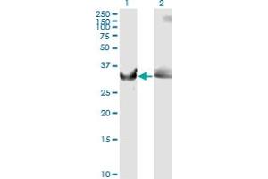 Western Blot analysis of GAPDH expression in transfected 293T cell line by GAPDH monoclonal antibody (M01A), clone 3C2. (GAPDH antibody  (AA 226-335))