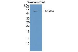 Detection of Recombinant APOA4, Porcine using Monoclonal Antibody to Apolipoprotein A4 (APOA4) (APOA4 antibody  (AA 21-382))
