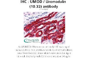 Image no. 1 for anti-Uromodulin (UMOD) antibody (ABIN1723177) (Uromodulin antibody)