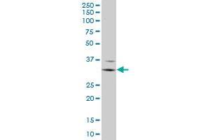 FCGR3A antibody  (AA 17-254)