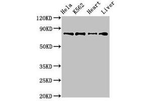 Western Blot Positive WB detected in: Hela whole cell lysate, K562 whole cell lysate, Mouse heart tissue, Rat liver tissue All lanes: RGL2 antibody at 3. (RGL2 antibody  (AA 145-328))
