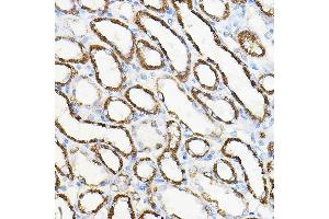 Immunohistochemistry of paraffin-embedded rat kidney using HGF Rabbit pAb (ABIN3021682, ABIN3021683, ABIN3021684 and ABIN6215504) at dilution of 1:100 (40x lens). (HGF antibody  (AA 30-285))