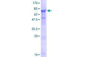 Image no. 1 for Arginyl Aminopeptidase (Aminopeptidase B)-Like 1 (RNPEPL1) (AA 1-494) protein (GST tag) (ABIN1318418) (RNPEPL1 Protein (AA 1-494) (GST tag))