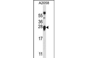 TMED9 antibody  (C-Term)