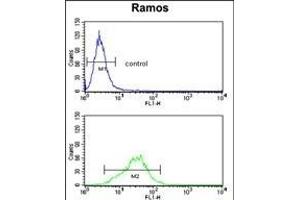 RPS9 Antibody (C-term) (ABIN390552 and ABIN2840887) flow cytometry analysis of Ramos cells (bottom histogram) compared to a negative control cell (top histogram). (RPS9 antibody  (C-Term))