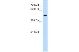 WB Suggested Anti-STYK1 Antibody Titration:  0. (STYK1 antibody  (C-Term))