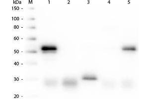 Western Blot of Anti-Rabbit IgG (H&L) (DONKEY) Antibody Peroxidase Conjugated .