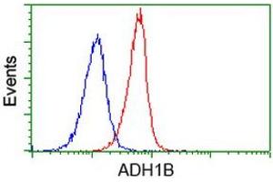 Image no. 4 for anti-Alcohol Dehydrogenase 1B (Class I), beta Polypeptide (ADH1B) antibody (ABIN1496476) (ADH1B antibody)
