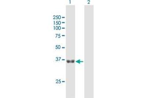 Western Blot analysis of GNPTG expression in transfected 293T cell line by GNPTG MaxPab polyclonal antibody.