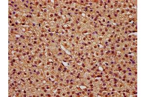 IHC image of ABIN7171705 diluted at 1:100 and staining in paraffin-embedded human adrenal gland tissue performed on a Leica BondTM system. (TTI2 antibody  (AA 159-264))