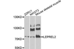 Western blot analysis of extracts of various cell lines, using LEPREL2 antibody (ABIN5975323) at 1/1000 dilution. (LEPREL2 antibody)