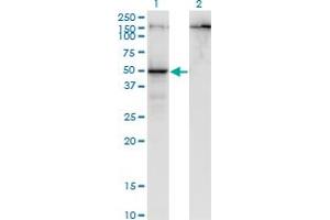 Western Blot analysis of PARD6B expression in transfected 293T cell line by PARD6B monoclonal antibody (M01), clone 1C4.