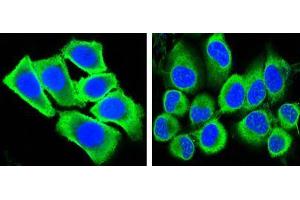 Confocal immunofluorescence analysis of methanol-fixed HepG2 (left) and Hela (right) cells using GAPDH mouse mAb (green), showing cytoplasmic localization. (GAPDH antibody)