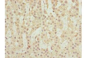 Immunohistochemistry of paraffin-embedded human adrenal gland tissue using ABIN7168463 at dilution of 1:100 (RUFY2 antibody  (AA 396-655))