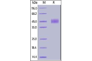 SDS-PAGE (SDS) image for CD24 Molecule (CD24) (AA 27-59) protein (Fc Tag,AVI tag,Biotin) (ABIN6938931)