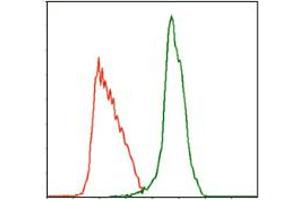 Image no. 3 for anti-Myeloproliferative Leukemia Virus Oncogene (MPL) antibody (ABIN1497161) (MPL antibody)