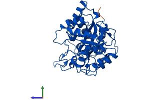 Protein Structure (PS) image for Dihydrodiol Dehydrogenase (DDH) (AA 1-323) protein (His tag) (ABIN7551936)