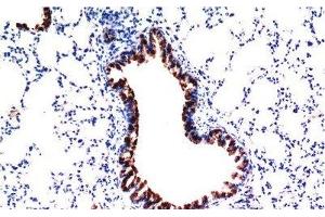 Immunohistochemistry of paraffin-embedded Mouse liver tissue using TGFB1 Monoclonal Antibody at dilution of 1:200. (TGFB1 antibody)