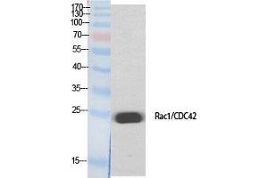 Western Blot (WB) analysis of specific cells using Rac1/2/3/CDC42 Polyclonal Antibody. (Rac1/2/3/CDC42 (Lys284), (Lys292) antibody)