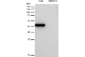 All lanes use the Antibody at 1:1K dilution for 1 hour at room temperature. (Recombinant EXOG antibody)