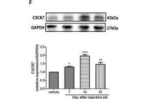 The CXCR7 and PI3K/Akt signaling pathways are involved in CPSP in the dorsal horn of the spinal cord. (GAPDH antibody)