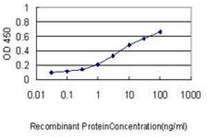 Detection limit for recombinant GST tagged GCLC is approximately 0. (GCLC antibody  (AA 528-637))