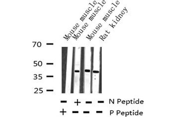 JunB Antikörper  (pSer259)