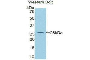 Western Blotting (WB) image for anti-Cardiotrophin-Like Cytokine Factor 1 (CLCF1) (AA 28-225) antibody (ABIN1858415)