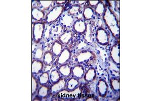 TRIM34 Antibody (N-term) (ABIN657567 and ABIN2846574) immunohistochemistry analysis in formalin fixed and paraffin embedded human kidney tissue followed by peroxidase conjugation of the secondary antibody and DAB staining. (TRIM34 antibody  (N-Term))