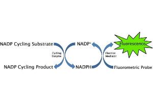NADP + /NADPH Cycling Assay Principle. (NADP+/NADPH Assay Kit (Fluorometric))