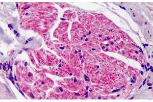Anti-SUMO2/SUMO3 antibody IHC of human adrenal. (SUMO2 antibody  (AA 49-81))