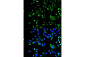 Immunofluorescence analysis of A549 cell using BCL10 antibody. (BCL10 antibody  (AA 1-233))