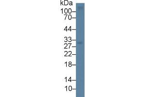 Western Blot; Sample: Mouse Thymus lysate; Primary Ab: 1µg/ml Rabbit Anti-Mouse CD7 Antibody Second Ab: 0. (CD7 antibody  (AA 24-150))