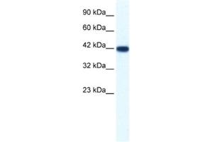 Western Blotting (WB) image for anti-Integrin-Binding Sialoprotein (IBSP) antibody (ABIN2461406) (IBSP antibody)