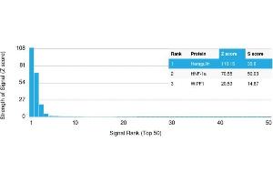 Analysis of Protein Array containing more than 19,000 full-length human proteins using Heregulin-1 Mouse Monoclonal Antibody (NRG1/2710). (Neuregulin 1 antibody  (AA 21-242))