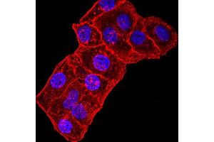 Immunofluorescence analysis of Hela cells using GRIK3 mouse mAb.