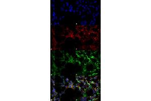 Immunocytochemistry/Immunofluorescence analysis using Mouse Anti-Dityrosine Monoclonal Antibody, Clone 10A6 (ABIN5067482). (Dityrosine antibody  (HRP))