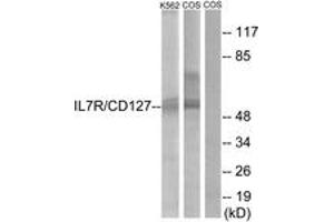 Western blot analysis of extracts from K562/COS cells, treated with insulin 0. (IL7R antibody  (AA 410-459))