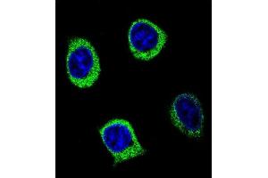 Confocal immunofluorescent analysis of Y2B Antibody (N-term) (ABIN654651 and ABIN2844347) with 293 cell followed by Alexa Fluor 488-conjugated goat anti-rabbit lgG (green). (AMY2B antibody  (N-Term))