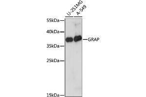 Western blot analysis of extracts of various cell lines, using GRAP antibody (ABIN7267510) at 1:1000 dilution. (GRAP antibody  (AA 128-217))